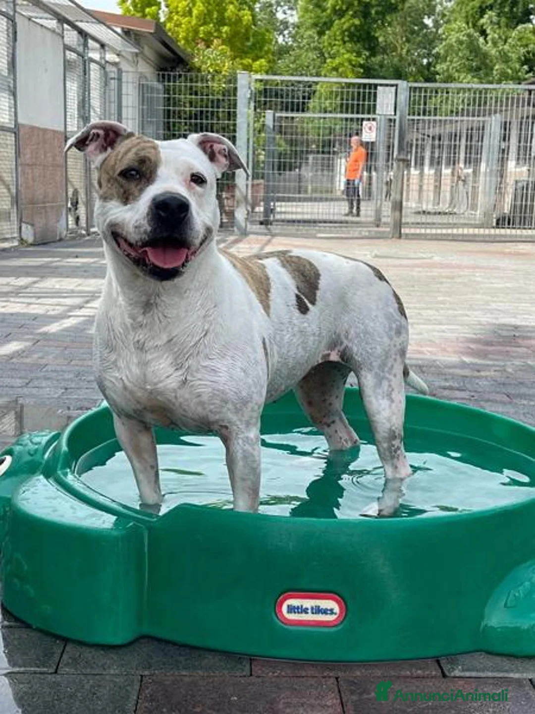 Meticcio cani in regalo: BELLA CERCA CASA - Annuncio 1