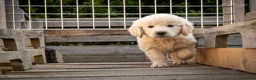 Golden Retriever cani in vendita: Ultimi cuccioli disponibili a Provincia di Monza e della Brianza - Annuncio 5