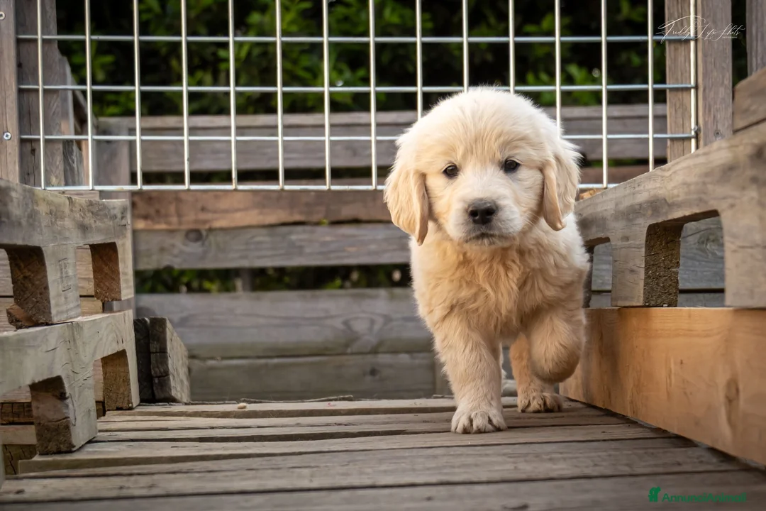 Golden Retriever cani in vendita: Ultimi cuccioli disponibili a Provincia di Monza e della Brianza - Annuncio 5