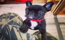 Bulldog Francese cani in vendita: Cucciolo Bulldog Francese da Allevamento Italiano  - Immagine 9