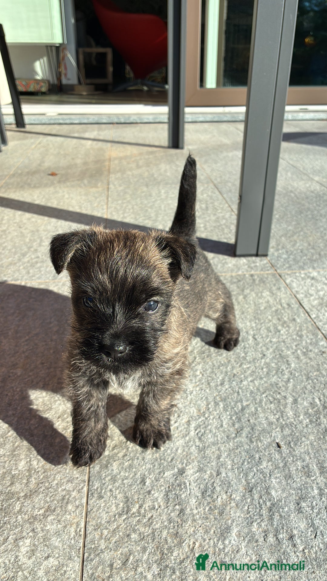 Cairn Terrier cani in vendita: Cairn terrier cucciolo  - Annuncio 4