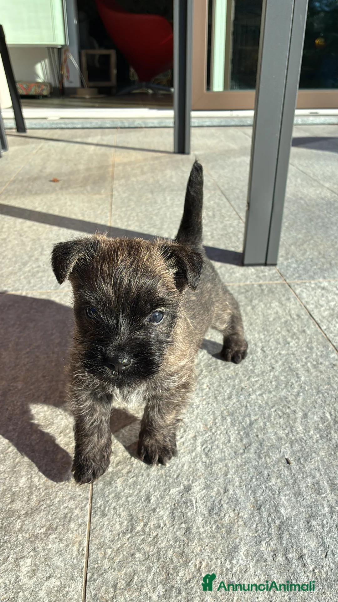 Cairn Terrier cani in vendita: Cairn terrier cucciolo  - Annuncio 4