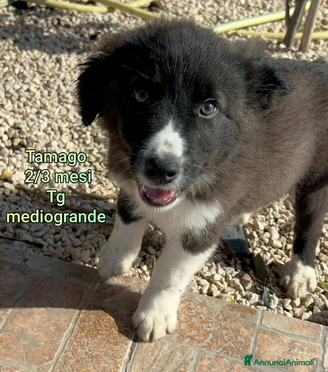 Meticcio cani in regalo: TANTI CUCCIOLI SOLI!  - Annuncio 3