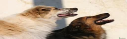 Meticcio cani in regalo: Enza dolcissima mix border collie in adozione  - Annuncio 4