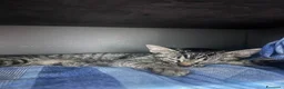Altre razze gatti in regalo: Regalo gatto randaggio  a Città Metropolitana di Bologna - Annuncio 2