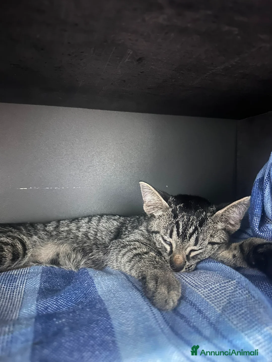 Altre razze gatti in regalo: Regalo gatto randaggio  a Città Metropolitana di Bologna - Annuncio 2