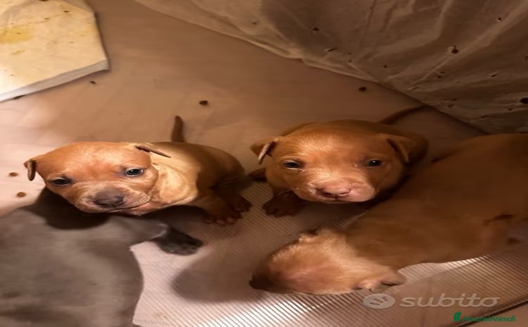 Pitbull cani a Città Metropolitana di Torino - Annuncio 3