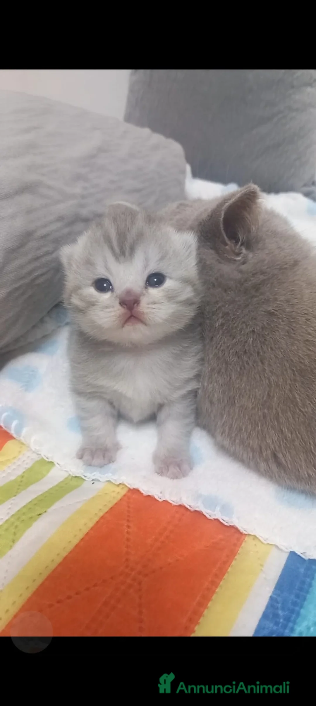 Scottish gatti in vendita: Cuccioli scottish fold e straight  - Annuncio 1