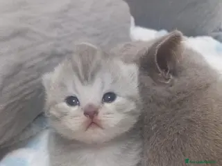 Scottish gatti Cuccioli scottish fold e straight - Annuncio 2