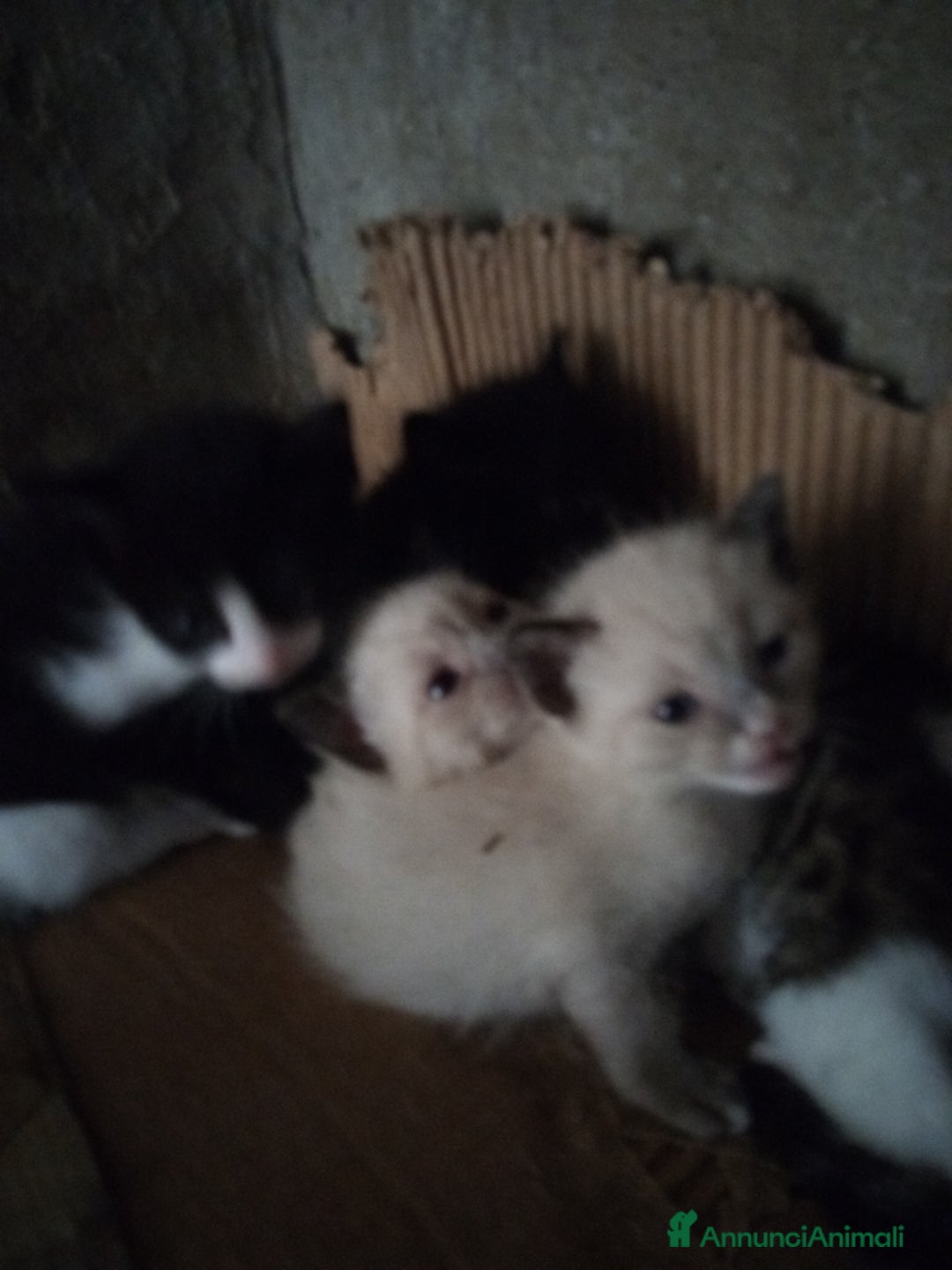 Altre razze gatti in vendita: Gattini simil siamesi a Città metropolitana di Palermo - Annuncio 5