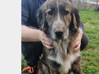 Meticcio cani Bellissimo jango a Roma - Annuncio 18