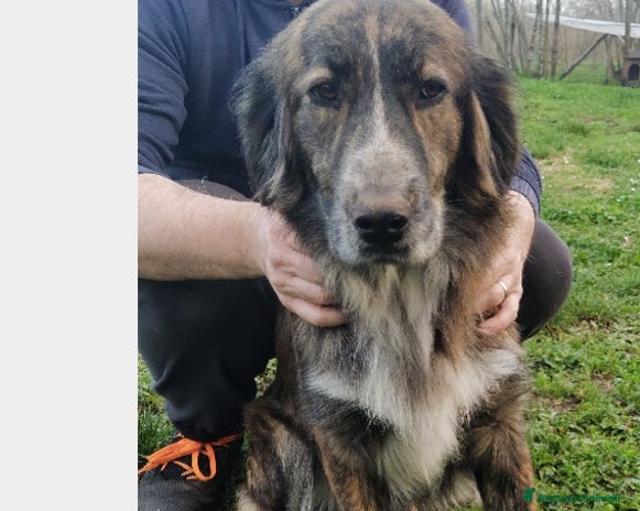 Meticcio cani a Roma - Annuncio 2