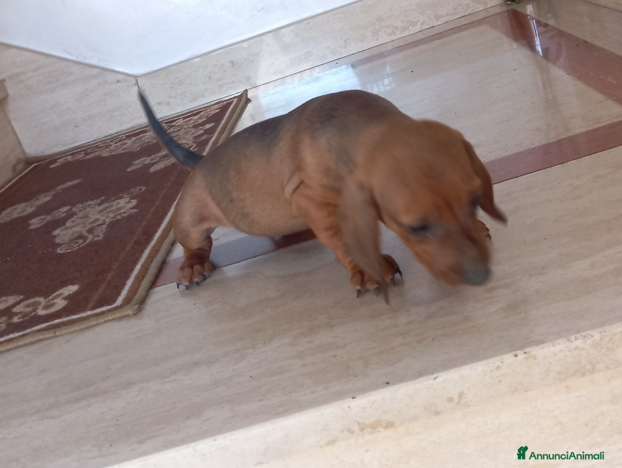 Bassotto cani in vendita: Cuccioli di bassotto - Annuncio 3