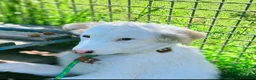 Pastore Maremmano cani in regalo: Romolo e Remo splendidi cuccioli taglia grande  a Città metropolitana di Milano - Annuncio 4