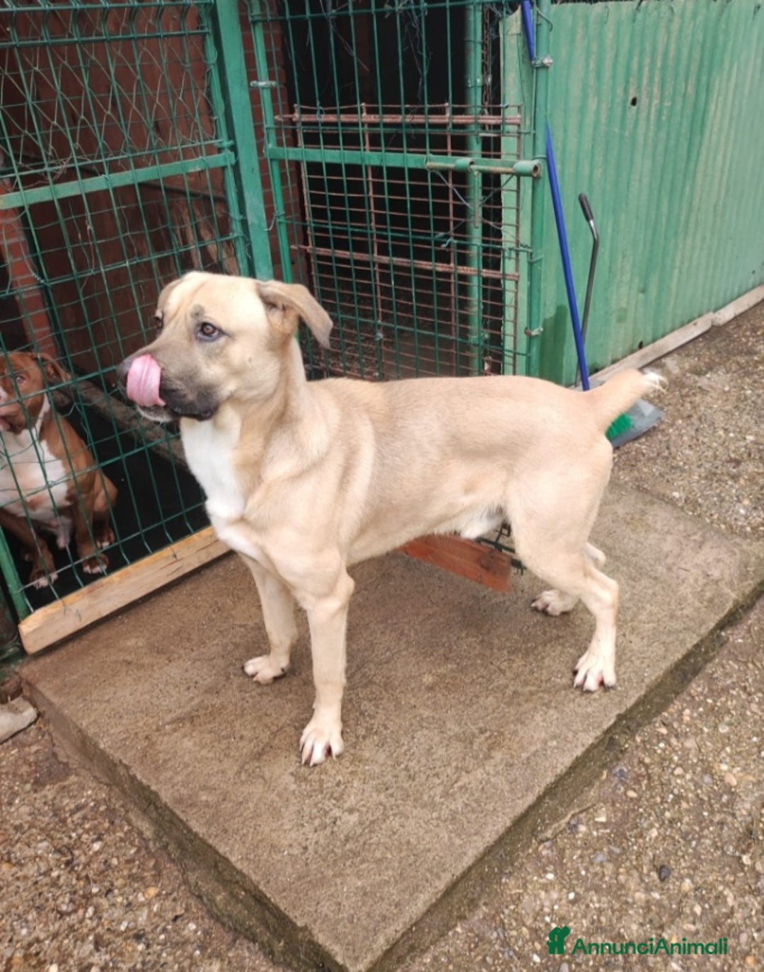 Meticcio cani in regalo: Cody 3/4anni salito cucciolo e rifiutato! MILAN9 - Annuncio 2