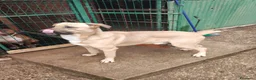 Meticcio cani in regalo: Cody 3/4anni salito cucciolo e rifiutato! MILAN9 - Annuncio 2