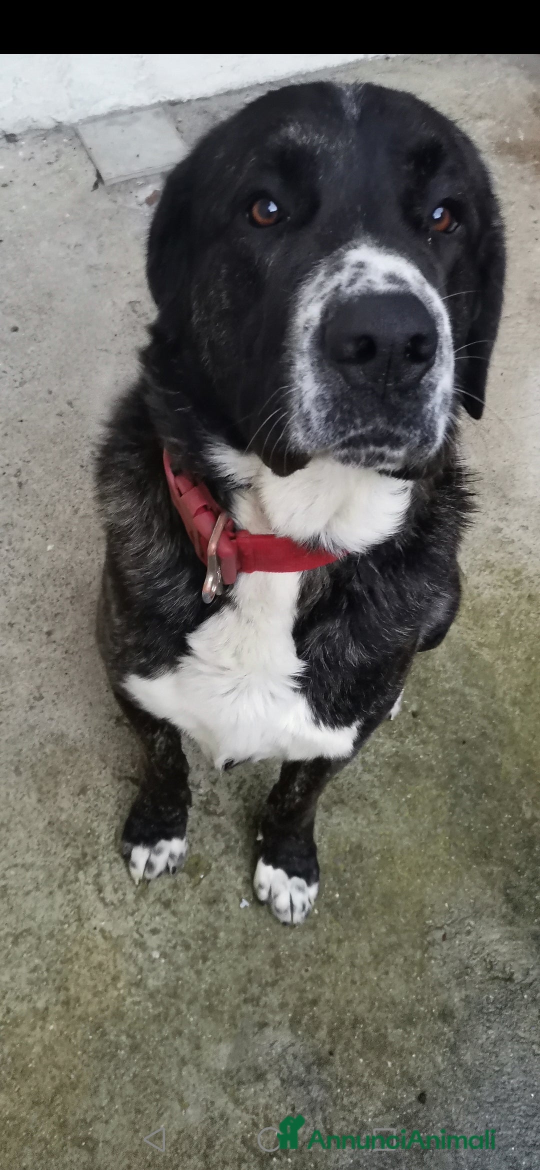 Meticcio cani Regalo cucciolo - Annuncio 2