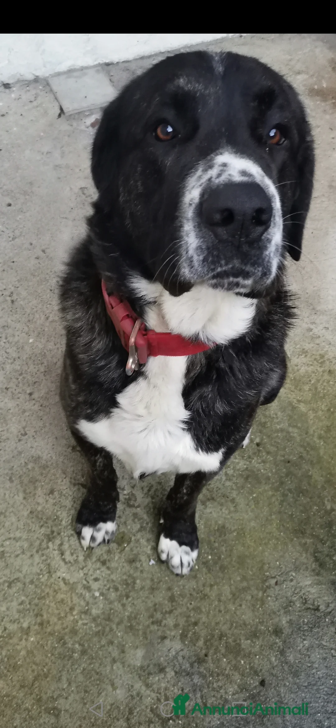 Meticcio cani in regalo: Regalo cucciolo - Annuncio 2