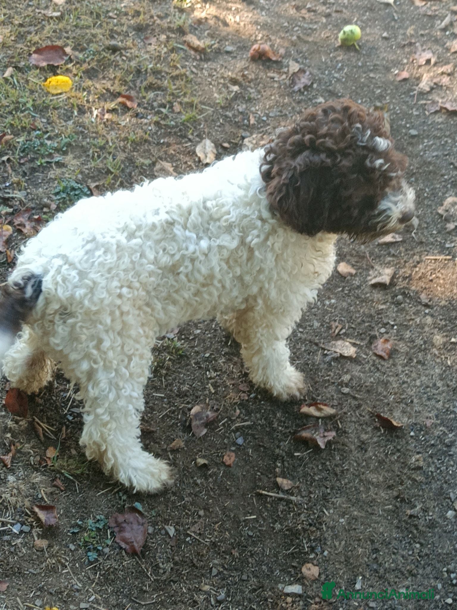 Lagotto cani Lagotto romagnolo  - Annuncio 1