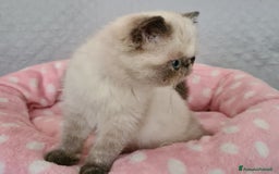 Exotic Shorthair gatti in vendita: Cucciola Exotic Shorthair  a Provincia del Verbano-Cusio-Ossola - Immagine 8
