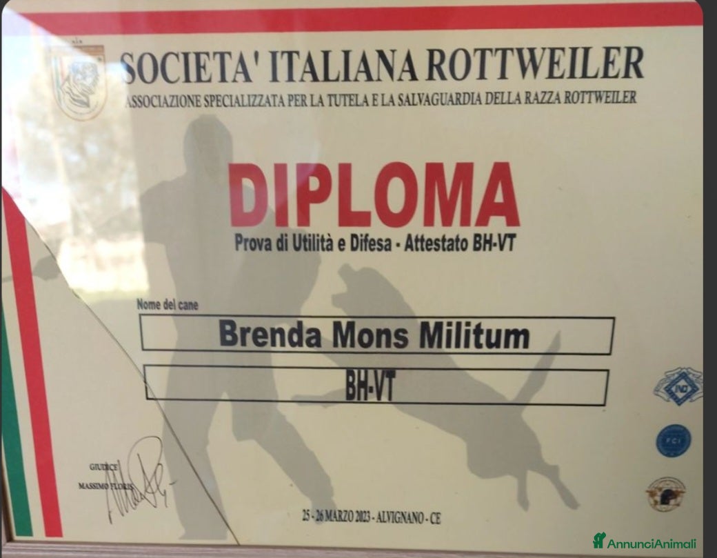 Rottweiler cani in vendita: Disponibili cuccioli Rottweiler  - Annuncio 17