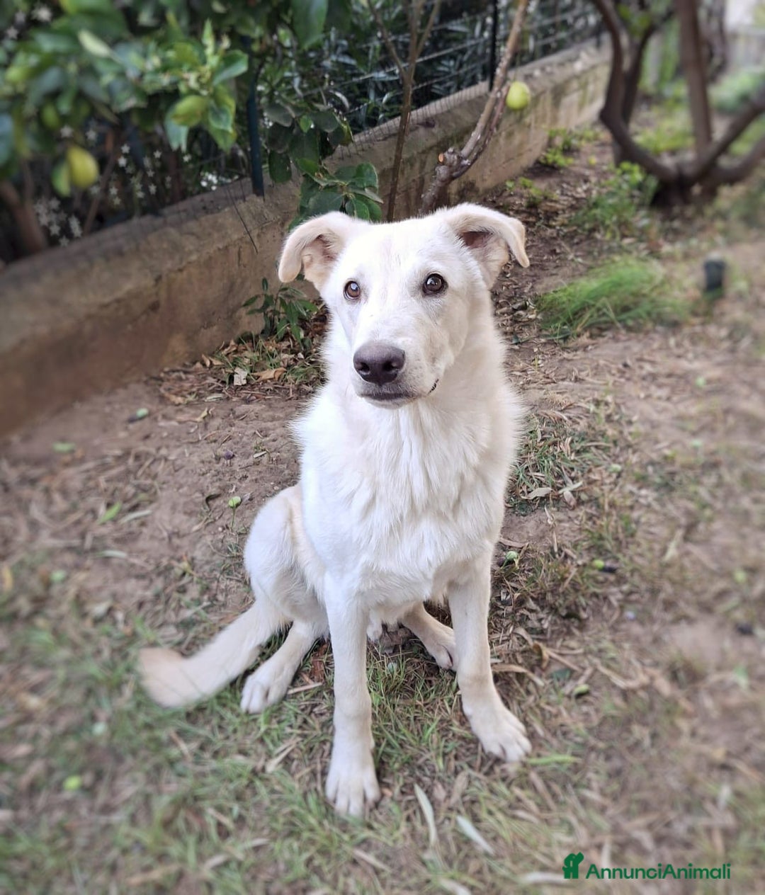 Meticcio cani in regalo: SID 💙 -cucciolotto. Non lasciatelo in un box 🙏🏻 - Annuncio 2