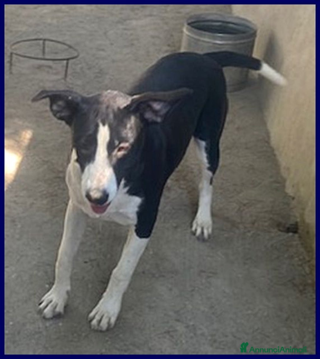 Meticcio cani in regalo: KLIZIA allegra e simpatica! - Annuncio 3