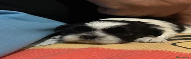 Shih Tzu Cucciolo 2
