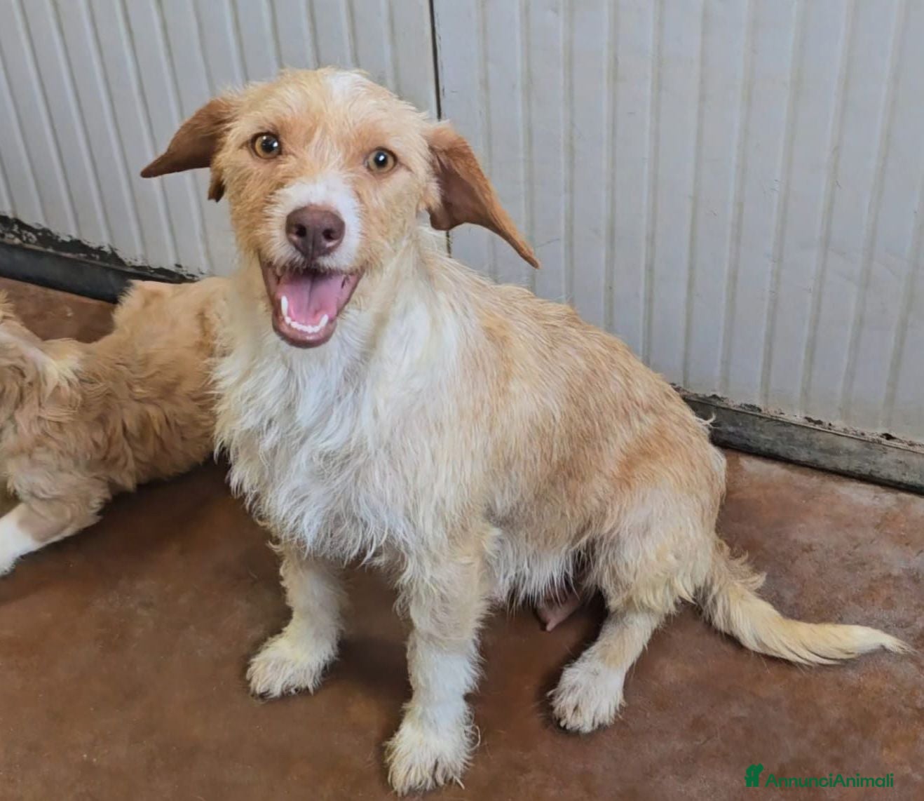 Meticcio cani Nausicaa 1 anno taglia piccola  - Annuncio 34