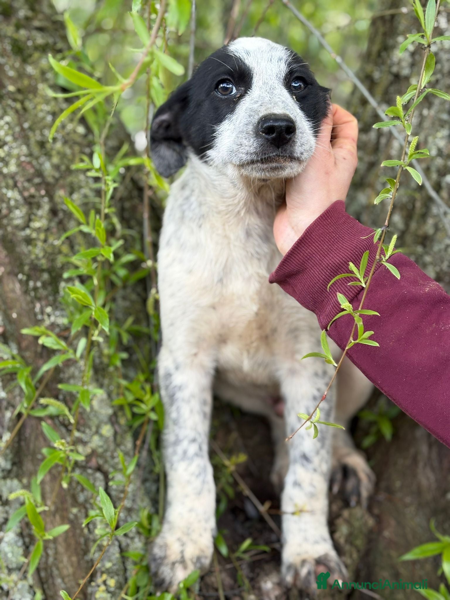 Meticcio cani UNA MAMMA PER ZENO - Annuncio 21
