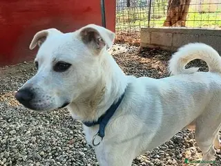 Meticcio cani CALI' rimasto solo... - Annuncio 24