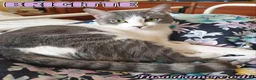 Europeo gatti in regalo: BRIGITTE, dolce gattina in adozione  - Annuncio 1