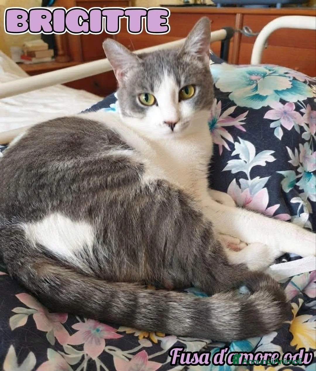 Europeo gatti in regalo: BRIGITTE, dolce gattina in adozione  - Annuncio 1