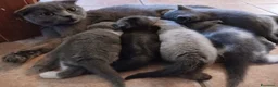 Scottish gatti in vendita: Splendidi gattino Schottis Fold a Provincia di Perugia - Annuncio 1