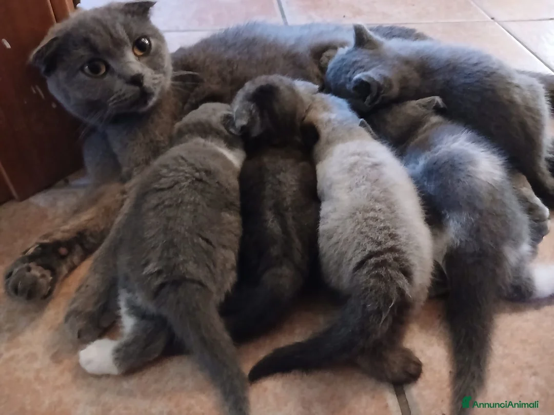 Scottish gatti in vendita: Splendidi gattino Schottis Fold a Provincia di Perugia - Annuncio 1