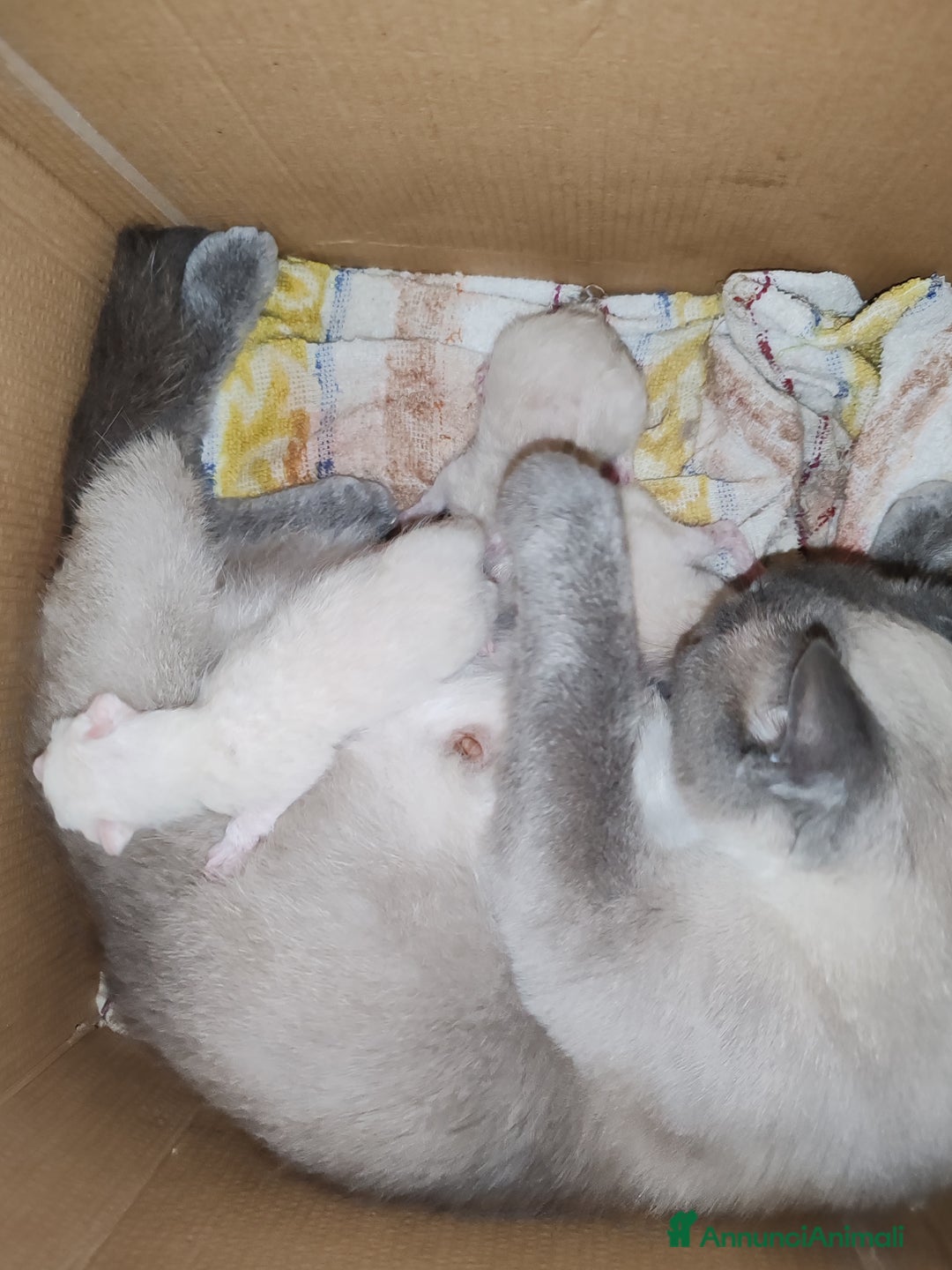 Siamese gatti in vendita: Gattino siamese a Provincia di Biella - Immagine 3