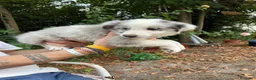 Australian Shepherd cani in vendita: Cuccioli pastore australiano  - Annuncio 10
