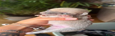 Chihuahua 2