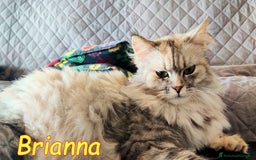 Persiano gatti in regalo: BRIANNA SPLENDIDA GATTINA PERSIANA a Città metropolitana di Roma Capitale - Immagine 1
