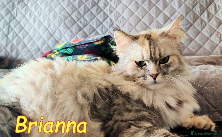 Persiano gatti a Città metropolitana di Roma Capitale - Annuncio 8