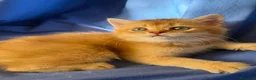 Scottish gatti in vendita: Splendidi cuccioli Scottish Fold e Straight - Annuncio 28