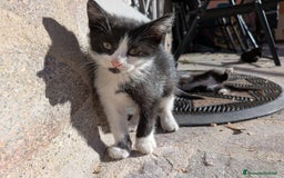 Europeo gatti in regalo: Quattro gattini disponibili per adozione - Annuncio 1