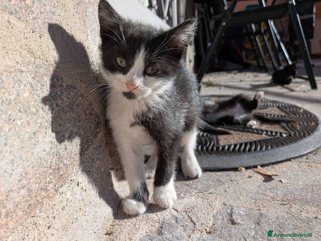 Europeo gatti in regalo: Quattro gattini disponibili per adozione - Annuncio 1