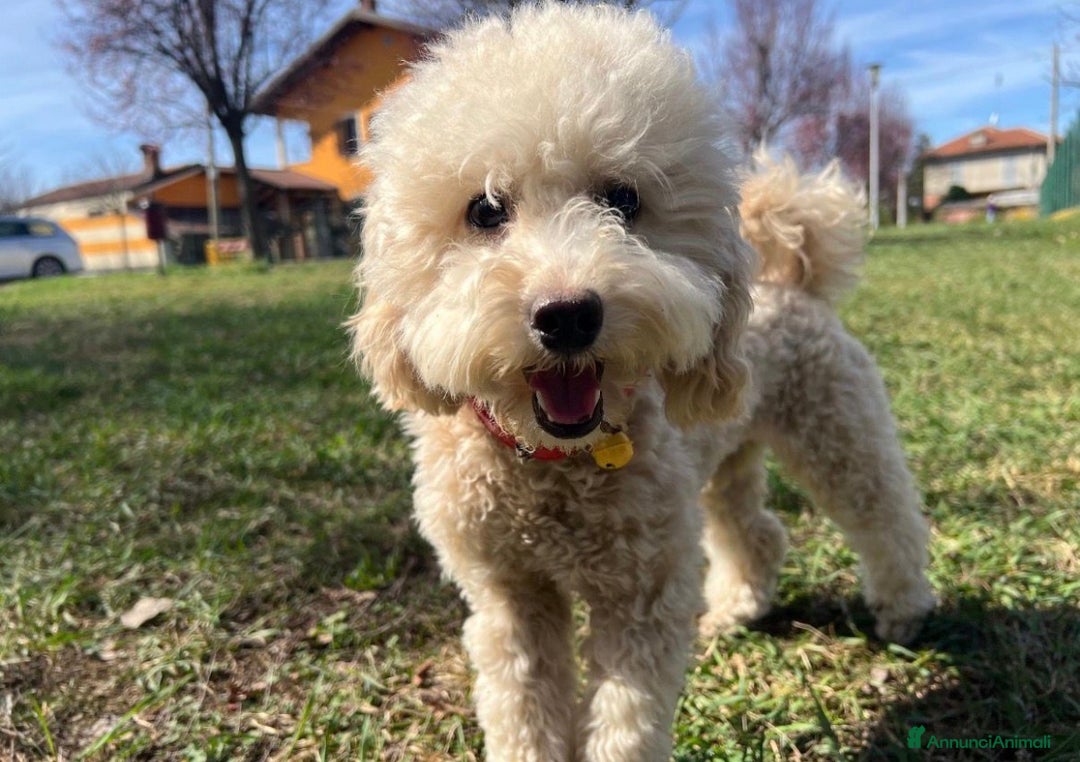 Barboncino cani in vendita: Barboncino nano a Firenze - Annuncio 2