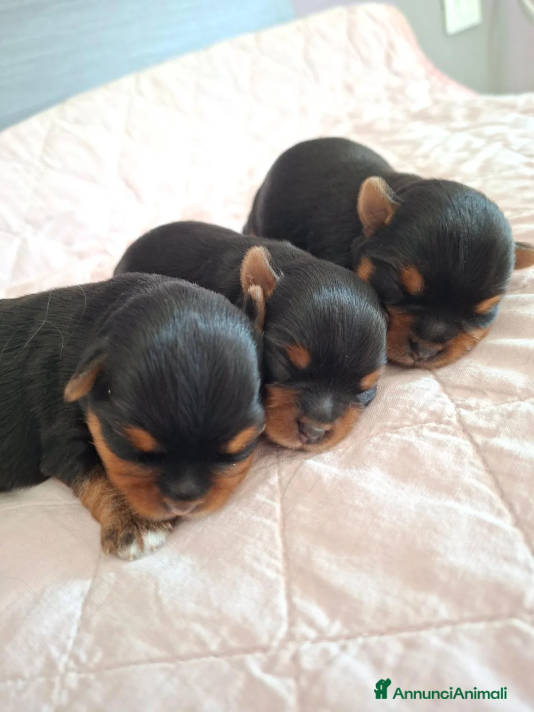 Yorkshire cani in vendita: Yorkshire Terrier cuccioli  - Annuncio 4