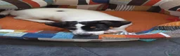 Jack Russell cani in vendita: Jack Russel - Annuncio 3