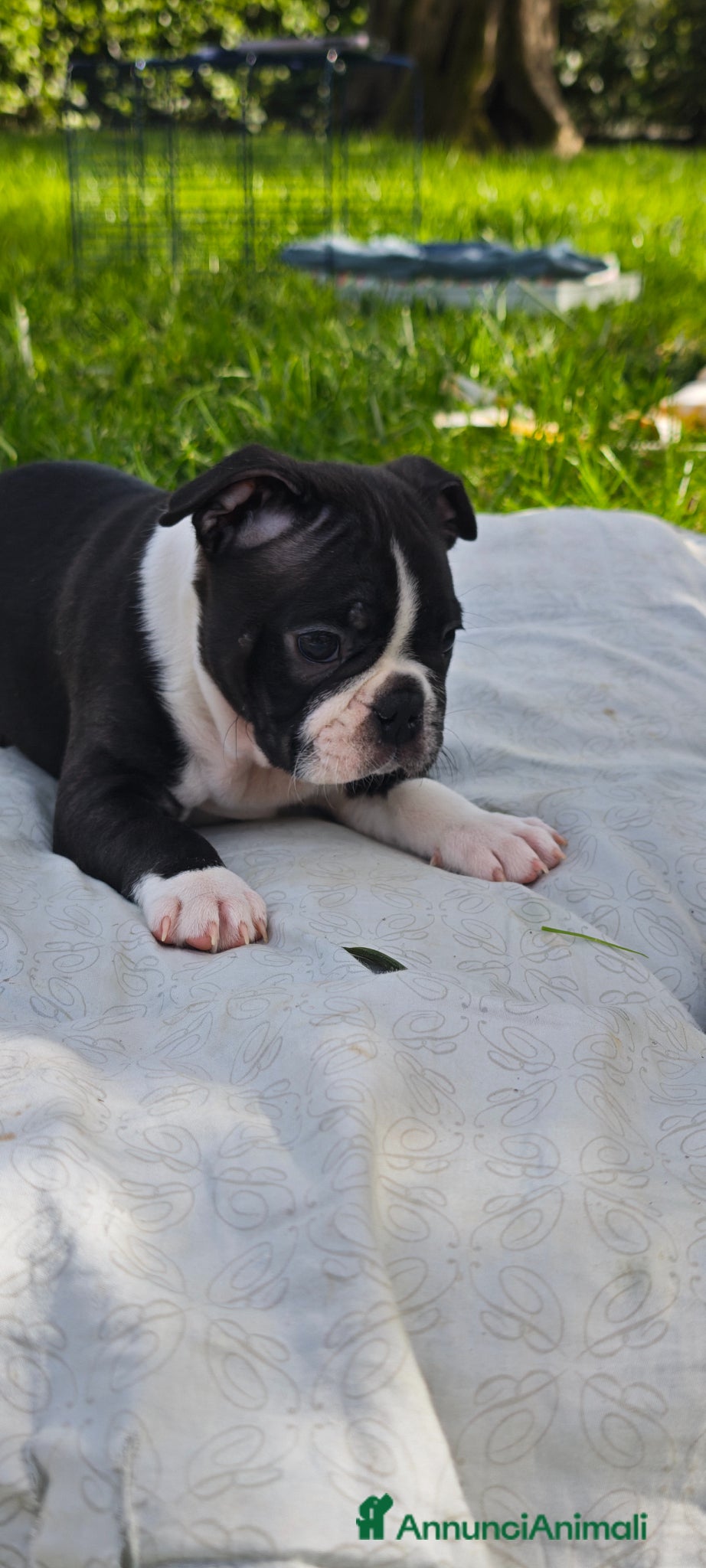 Boston Terrier cani Maschietto di boston terrier  - Annuncio 2