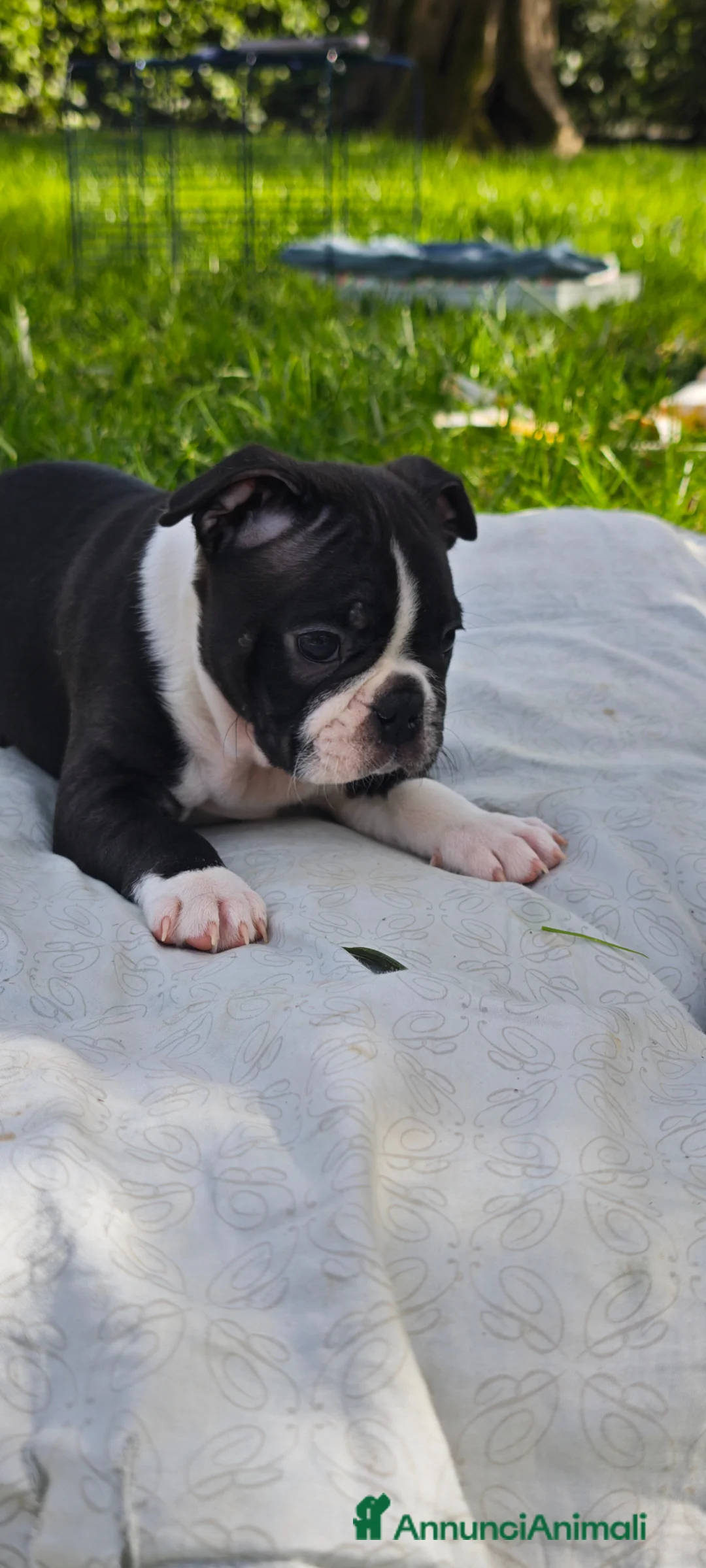 Boston Terrier cani in vendita: Maschietto di boston terrier  a Provincia di Lucca - Annuncio 1