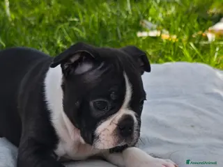 Boston Terrier cani Maschietto di boston terrier - Annuncio 2