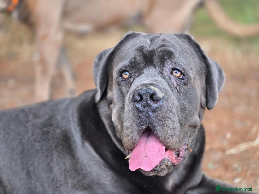 Cane Corso cani in vendita: CUCCIOLI CANE CORSO PURO a Provincia di Savona - Annuncio 2